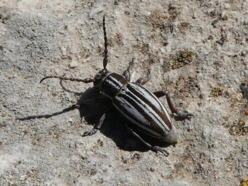 Iberodorcadion grustani